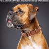 image:imageReal Leather Dog Collar Padded Soft Interiors with Premium Vintage Look Handcrafted Heavy Duty with Tag Ring for Small Medium and Large Pets Small 1 Wide for 1075  1375 Neck BlackCognac