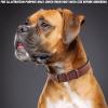 image:imageReal Leather Dog Collar Padded Soft Interiors with Premium Vintage Look Handcrafted Heavy Duty with Tag Ring for Small Medium and Large Pets Small 1 Wide for 1075  1375 Neck BlackOxblood