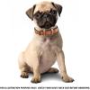 image:imageReal Leather Dog Collar Padded Soft Interiors with Premium Vintage Look Handcrafted Heavy Duty with Tag Ring for Small Medium and Large Pets Small 1 Wide for 1075  1375 Neck BlackCognac