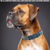 image:imageReal Leather Dog Collar Padded Soft Interiors with Premium Vintage Look Handcrafted Heavy Duty with Tag Ring for Small Medium and Large Pets Small 1 Wide for 1075  1375 Neck BlackOcean Blue